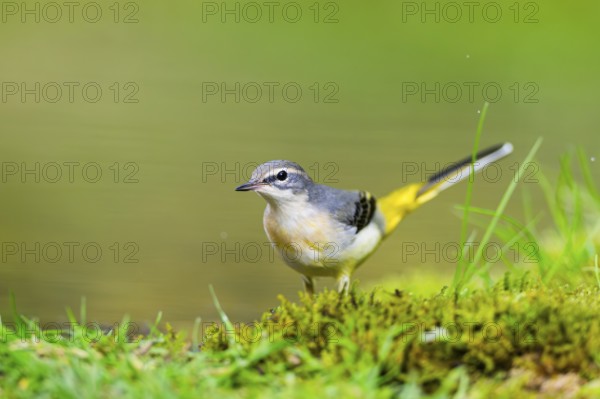 Grey Wagtail (Motacilla cinerea) hunting at a little lake in a swamp, wildlife, Germany