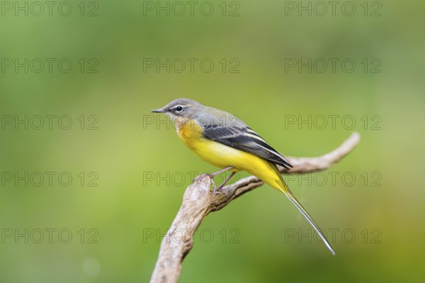 Grey Wagtail (Motacilla cinerea) sitting on a branch, wildlife, Germany