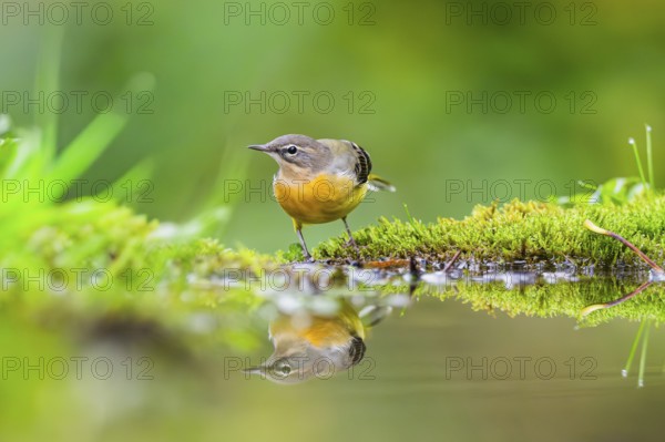 Grey Wagtail (Motacilla cinerea) hunting at a little lake in a swamp, wildlife, Germany