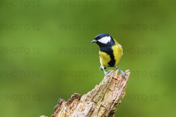 Great tit (Parus major) sitting on an old wrotten tree trunk at a swamp, Bavaria, Germany