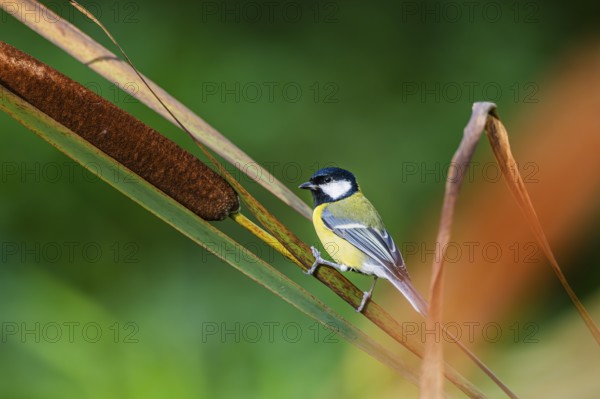 Great tit (Parus major) sitting on stem of a reed at a swamp, Bavaria, Germany
