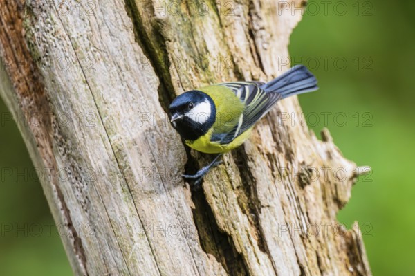 Great tit (Parus major) sitting on an old wrotten tree trunk at a swamp, Bavaria, Germany