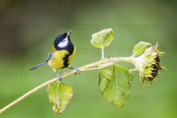Great tit (Parus major) sitting on an old sunflower blossom with seeds inside, Bavaria, Germany