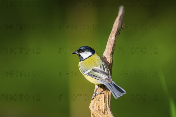 Great tit (Parus major) sitting on an old wood at a swamp, Bavaria, Germany