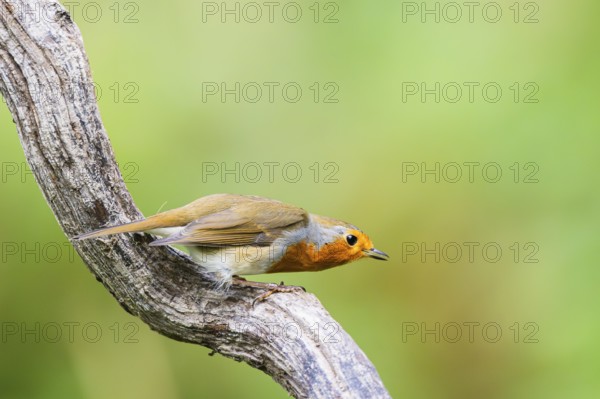 European robin (Erithacus rubecula) sitting on an old wooden branch, Bavaria, Germany