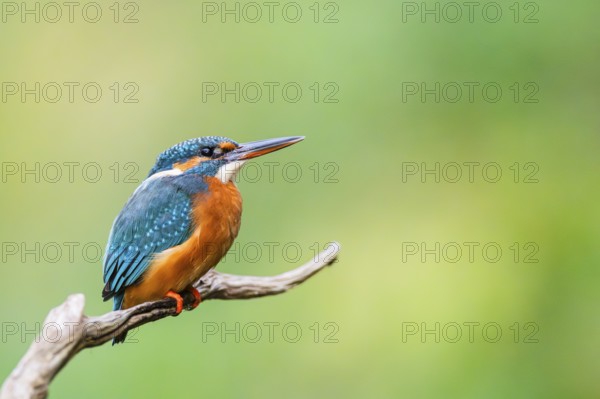 Common kingfisher (Alcedo atthis) sitting on an old wooden branch in late summer, wildife, Bavaria, Germany