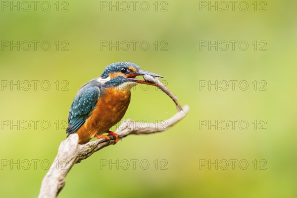 Common kingfisher (Alcedo atthis) sitting on an old wooden branch eating his fresh cought fish in late summer, wildife, Bavaria, Germany