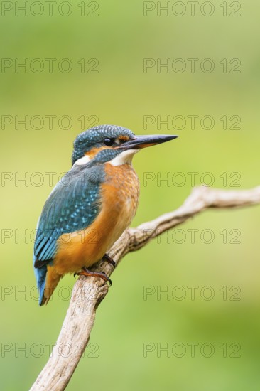Common kingfisher (Alcedo atthis) sitting on an old wooden branch in late summer, wildife, Bavaria, Germany