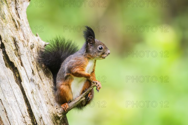 Red squirrel (Sciurus vulgaris) sitting on an old wrotten tree trunk in a forest, Bavaria, Gernany