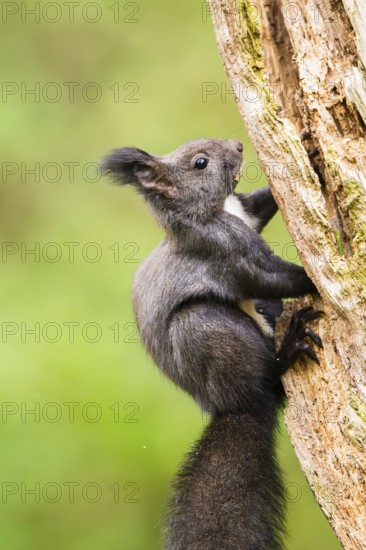 Red squirrel (Sciurus vulgaris) sitting on an old wrotten tree trunk in a forest, Bavaria, Gernany