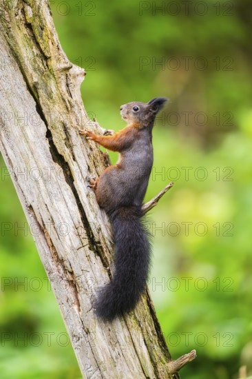 Red squirrel (Sciurus vulgaris) sitting on an old wrotten tree trunk in a forest, Bavaria, Gernany