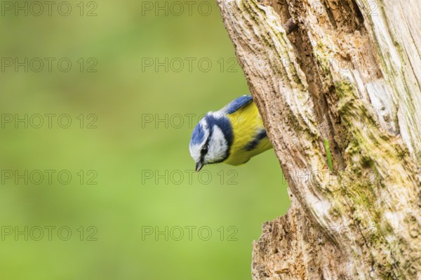 Eurasian blue tit (Cyanistes caeruleus) sitting on an old wrotten tree trunk at a swamp, Bavaria, Germany