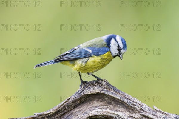 Eurasian blue tit (Cyanistes caeruleus) sitting on an old wood at a swamp, Bavaria, Germany