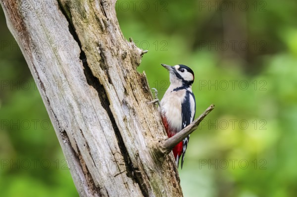 Great spotted woodpecker (Dendrocopos major) sitting on an old wrotten tree trunk in late summer, Bavaria, Germany
