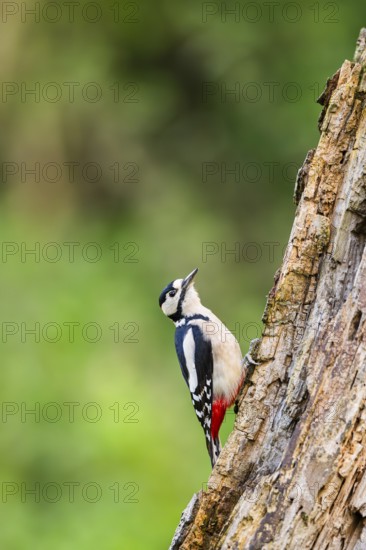 Great spotted woodpecker (Dendrocopos major) sitting on an old wrotten tree trunk in late summer, Bavaria, Germany