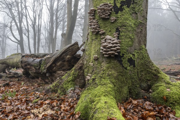 Old beech forest (Fagus sylvatica) in the fog, Emsland, Lower Saxony, Germany