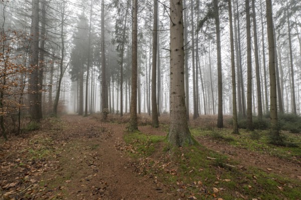 Forest landscape in fog, Emsland, Lower Saxony, Germany