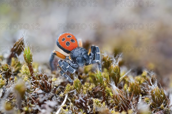 Red tubular spider, Eresus kollari, The Ladybird spider, Saxony-Anhalt, Germany