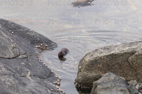 The American Mink (Mustela vison) is a graceful predator that lives by the sea in Norway near Bodø in Nordland. It skilfully searches for food among the rocks of the Vestfjord
