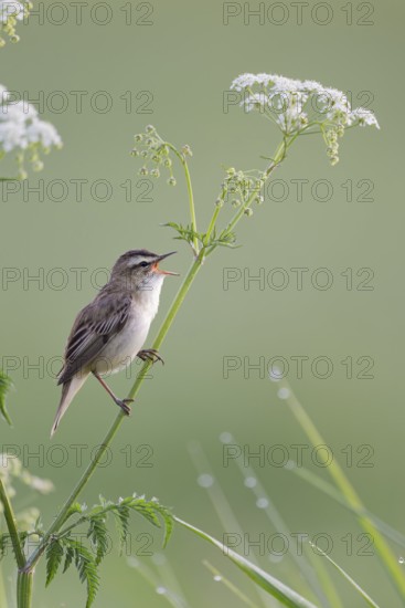 Reed Warbler, Acrocephalus schoenobaenus, Sedge Warbler, Lower Saxony, Germany