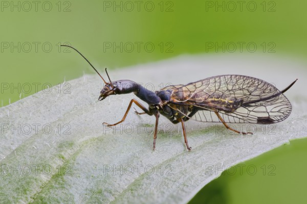 Spotted camel neckfly, Phaeostigma notata, Spotted Snakefly, Lower Saxony, Germany