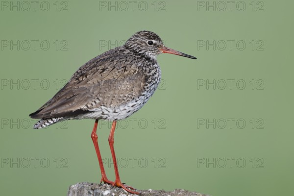 Redshank (Tringa totanus) sitting on a pole, Lower Saxony, Germany