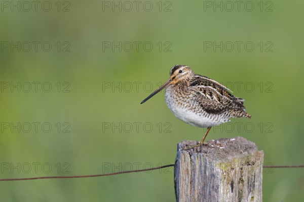 Common snipe (Gallinago gallinago) sitting on a pole, Lower Saxony, Germany