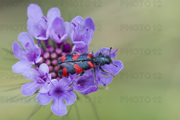 Bee beetle (Trichodes apiarius) on flower, Corfu, Greece