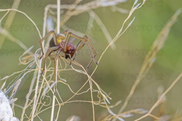 Female nurse's thorn finger, Cheiracanthium punctorium, female Yellow sac spider, Saxony-Anhalt, Germany