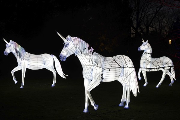 From November 29, 2025 to January 11, 2026, the palm garden and its partner World of Lights illuminate the garden with hundreds of lights, creating a unique atmosphere. During this time, it shimmers brightly between the trees in the flower beds and artistic motifs and spectacular light projections shine in the meadows and at the showhouses, palm garden, Frankfurt am Main, Hesse, Germany