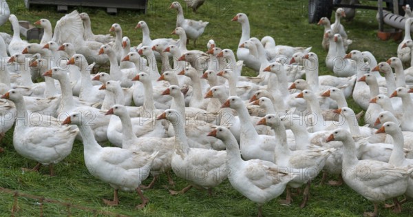 Free-range fattening geese (Anser anser domesticus) in a meadow, Bullach, Middle Franconia, Bavaria, Germany