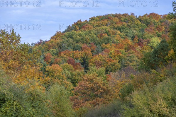 Mixed autumn forest, cloudy sky, Happurg, Middle Franconia, Bavaria, Germany