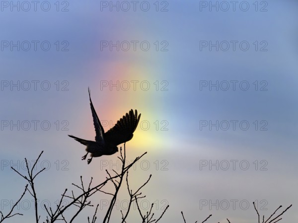 Kestrel (Falco tinnunculus) taking off in front of a parhelion, Berlin, Germany