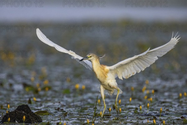 Squacco Heron (Ardeola ralloides) in the fog Hungary