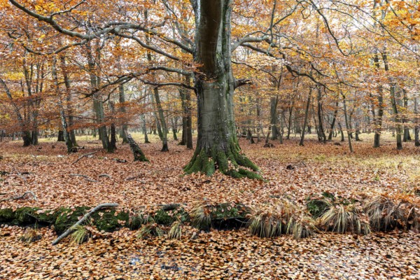 Autumn forest, autumn-colored trees, Osterwald, Zingst, Fischland-Darß-Zingst, Western Pomerania Lagoon Area National Park, Mecklenburg-Western Pomerania, Germany