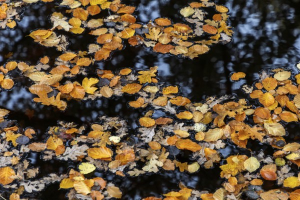 Autumn leaves, autumn-colored leaves floating on moor water, Osterwald, Zingst, Fischland-Darß-Zingst, Western Pomerania Lagoon Area National Park, Mecklenburg-Western Pomerania, Germany