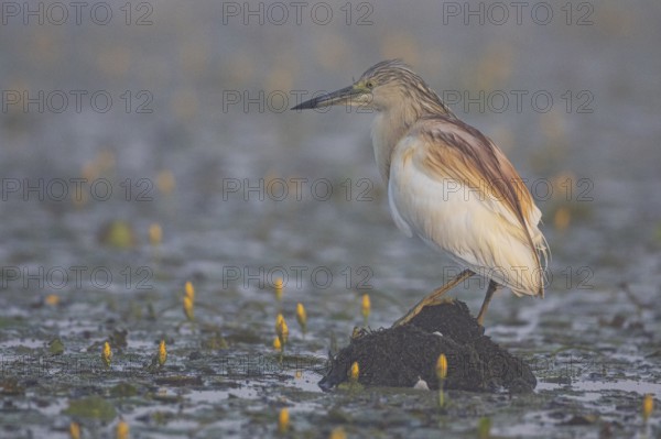 Squacco Heron (Ardeola ralloides) in the fog Hungary