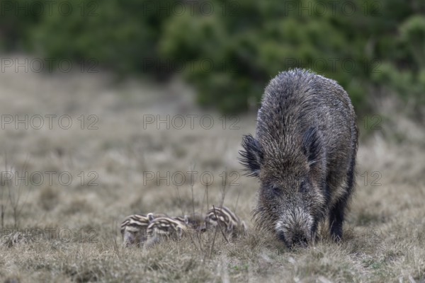 Wild boar (Sus scrofa) with its very young offspring in a forest aisle, sweet, cute, rearing young, Germany