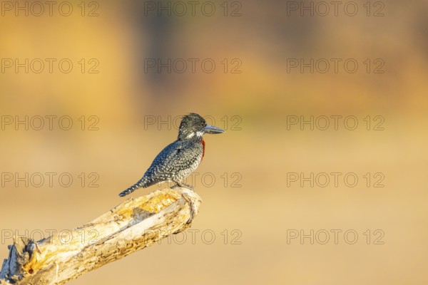 Giant kingfisher (Alcedo atthis) Zambia August