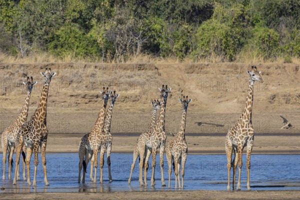 Thornicroft giraffe (Giraffa camelopardalis thornicrofti) crossing the Luangwa River Zambia August