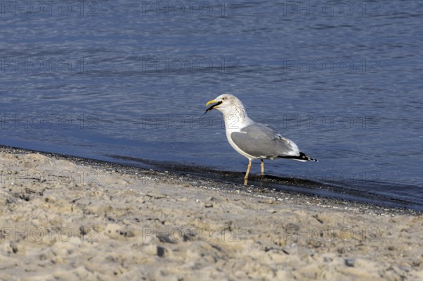Seagull (Larinae) on the beach, eating a fish, Fischland-Darß-Zingst, Baltic Sea, Mecklenburg-Western Pomerania, Germany