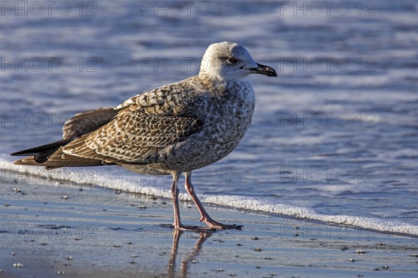 Herring Gull (Larus argentatus), on the beach, Fischland-Darß-Zingst, Baltic Sea, Mecklenburg-Western Pomerania, Germany