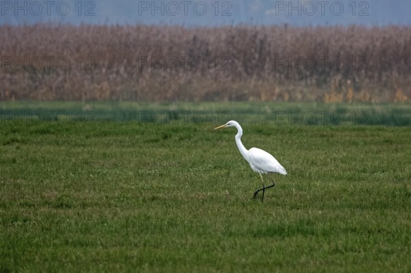 Great White Egret (Ardea alba) in a field, near Zingst, Fischland-Darß-Zingst, Western Pomerania Lagoon National Park, Mecklenburg-Western Pomerania, Germany