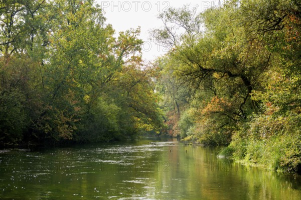 Altrhein, Rhine, Taubergießen Nature Reserve, Kappel-Grafenhausen, Ortenau, Baden-Württemberg, Germany