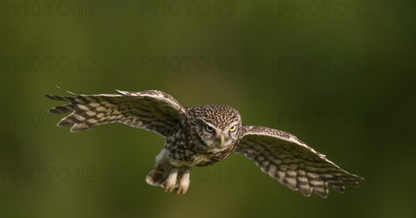 Steinkauz /Athene noctua) flying, departure from Zaunpfahl, Teutoburger Wald, Osnabrücker Land, Lower Saxony, Germany