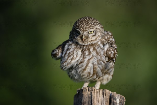 Little owl (Athene noctua) on fence post, fluffed up up, Teutoburg Forest, Osnabrücker Land, Lower Saxony, Germany