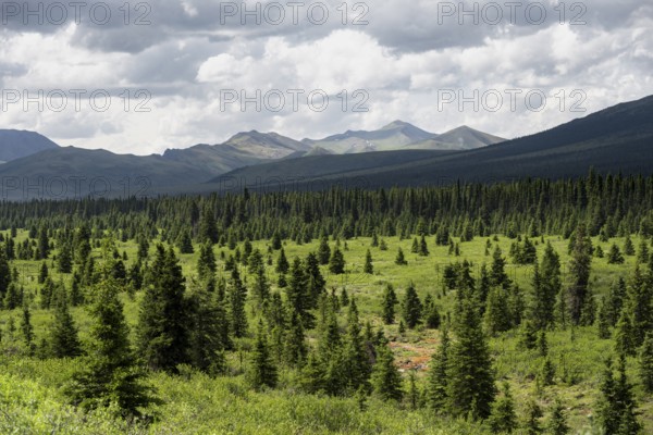 Taiga and tundra, mountain landscape of the Alaska Range with dramatic cloudy sky, Denali National Park, Alaska, USA