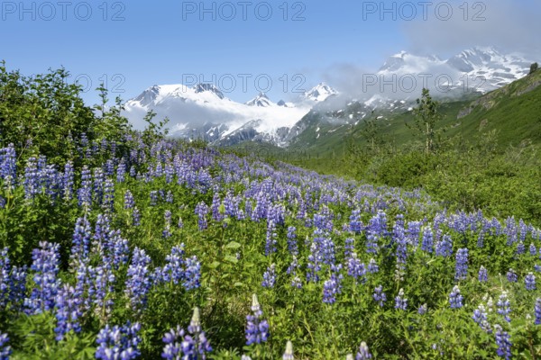 Picturesque landscape on the Richardson Highway, blooming Alaskan lupines (Lupinus nootkatensis), mountain peak with glacier Worthington Glacier in the background, Chugach Mountains, Alaska, USA