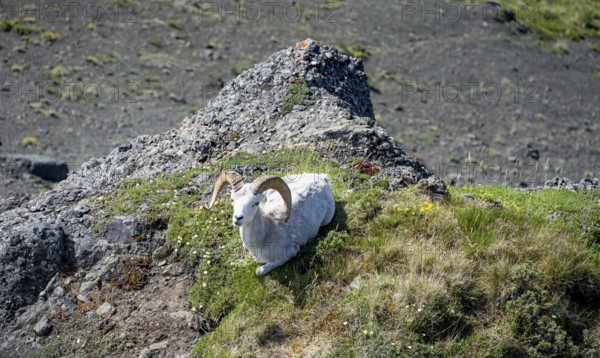 Dall sheep or Alaskan snow sheep (Ovis dalli) sitting on a rocky outcrop in the mountains, Denali National Park and Preserve, Alaska, USA