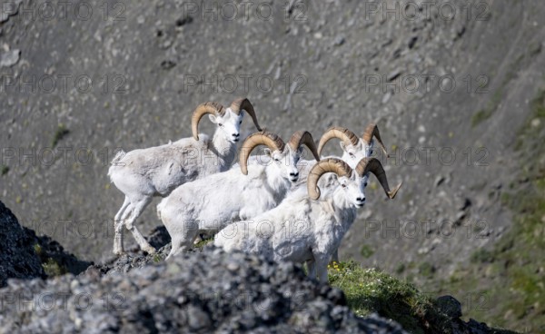 Dall sheep or Alaskan snow sheep (Ovis dalli) on a rocky outcrop in the mountains, Denali National Park and Preserve, Alaska, USA